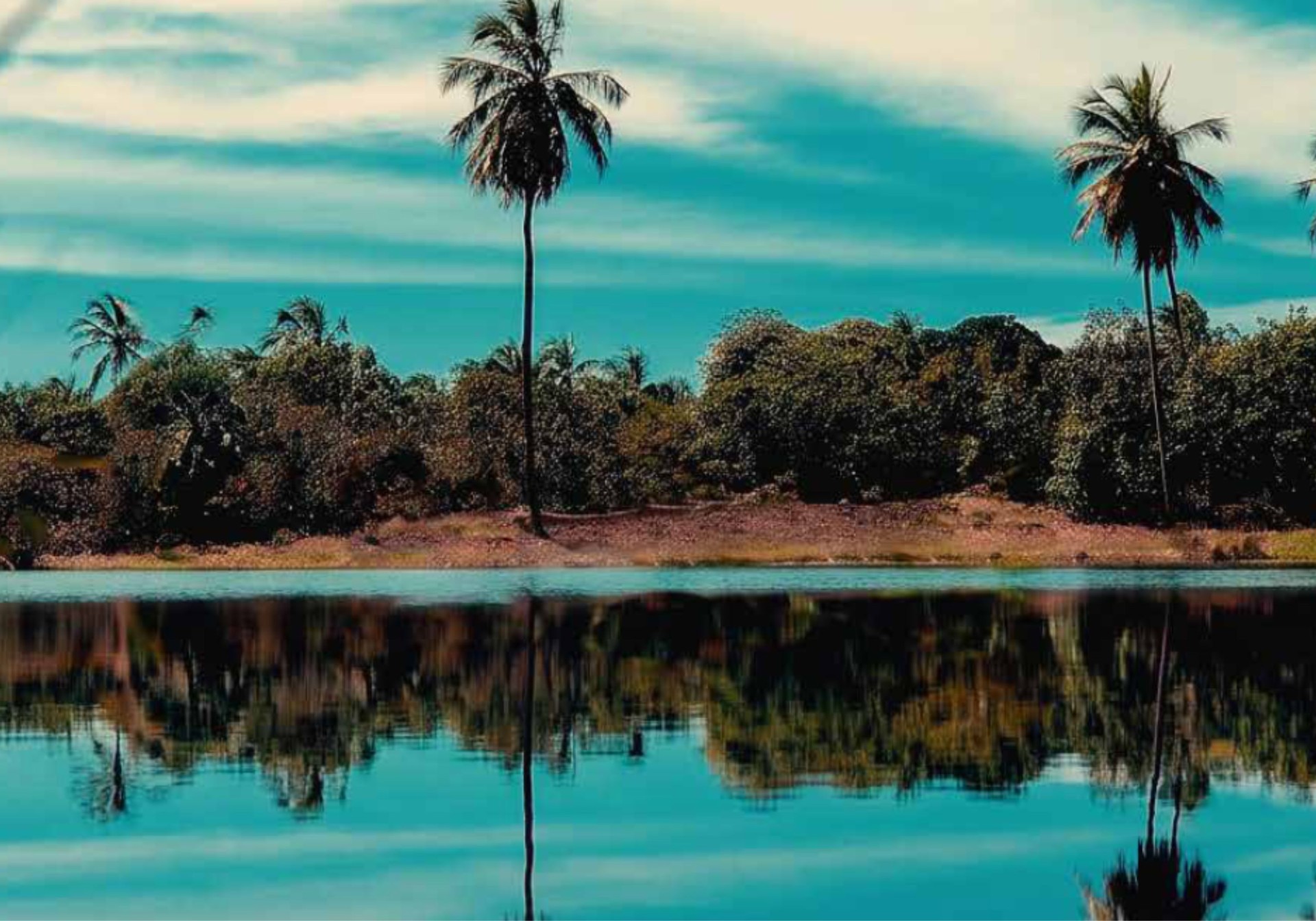 Coqueiros refletidos